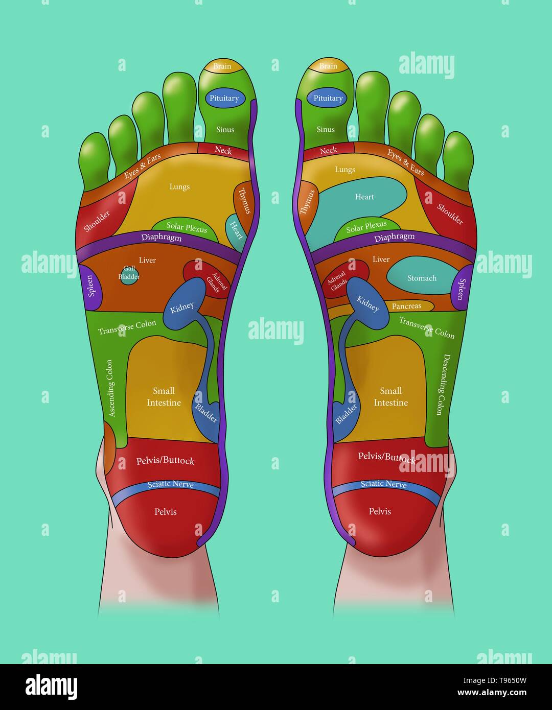Illustration of the feet, showing foot reflexology zones. Foot reflexology is a form of alternative medicine in which zones of the feet are believed to correspond to different parts of the body. Stock Photo