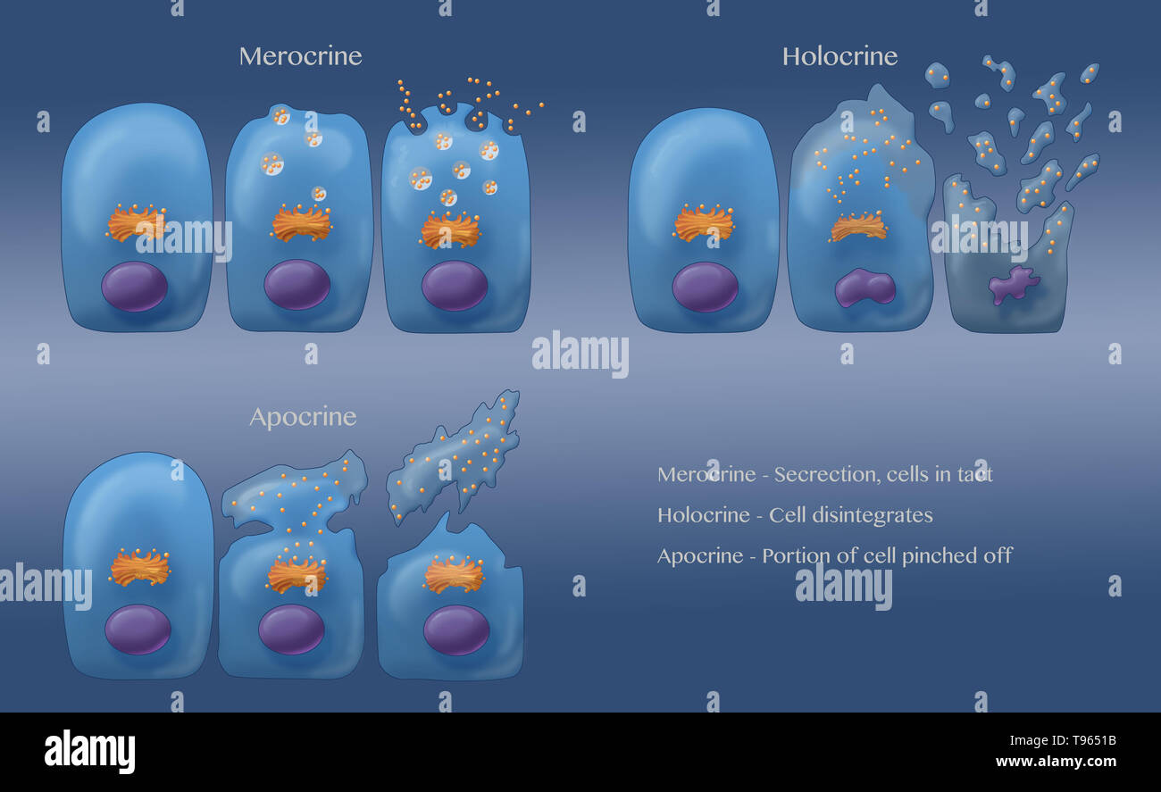 Illustration Showing The Three Types Of Exocrine Secretion Clockwise From Upper Left Merocine Apocrine And Holocrine In Merocine Secretion The Cell Stays Intact In Apocrine Secretion The Pinched Off Portion Of The Illustration Showing The Three Types Of Exocrine Secretion Clockwise From Upper Left Merocine Apocrine And Holocrine In Merocine Secretion The Cell Stays Intact In Apocrine Secretion The Pinched Off Portion Of The