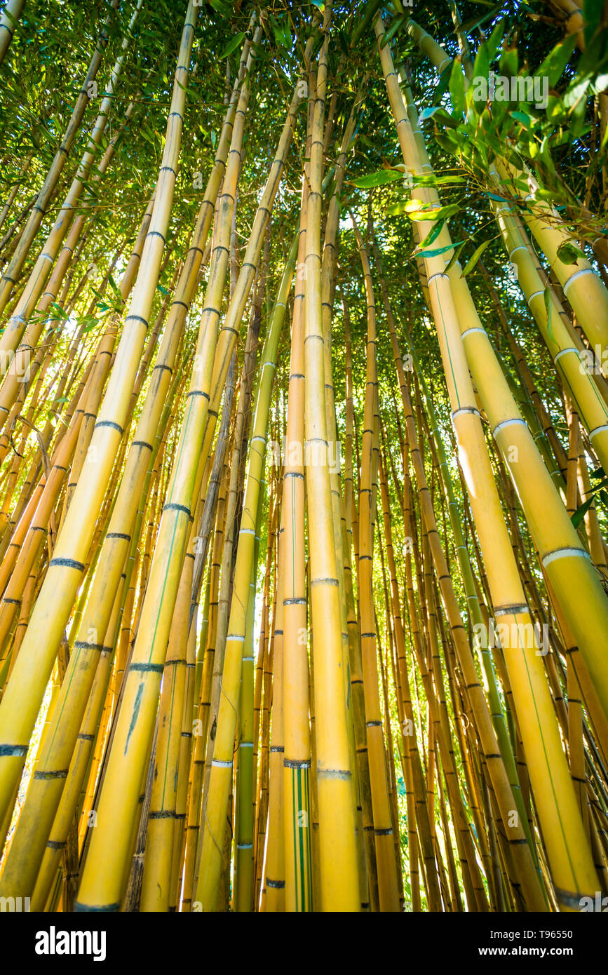 Bamboo sprouts forest. bamboo plant Stock Photo Alamy