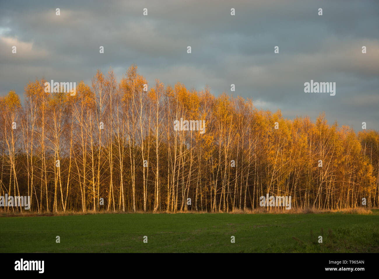 Green meadow, autumn birch forest and gray clouds in the sky Stock Photo