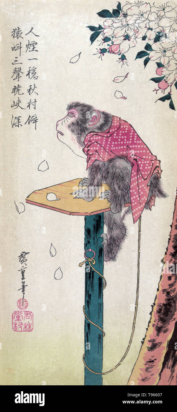 Sakura ni tsunagizaru. Monkey on a leash and cherry blossoms. Print shows a monkey sitting on a post with cherry blossoms falling around it. A cherry blossom (commonly known in Japan as sakura) is the flower of any of several trees of genus Prunus, particularly the Japanese cherry, Prunus serrulata. Stock Photo