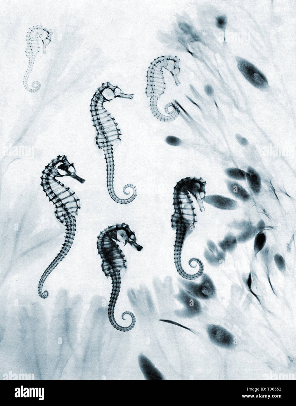 Historical x-ray of seahorses (Hippocampus sp.). The ones that look hollow have been dead for while and are dried out. The others are newly dead, and some internal organs can be seen. The seaweed around the seahorses is serrated wrack (Fucus serratus) at left and bladder wrack (Fucus vesiculosus) at right. This x-ray was made by E. C. le Grice, and was published in London Illustrated News on 12th August 1933. Stock Photo