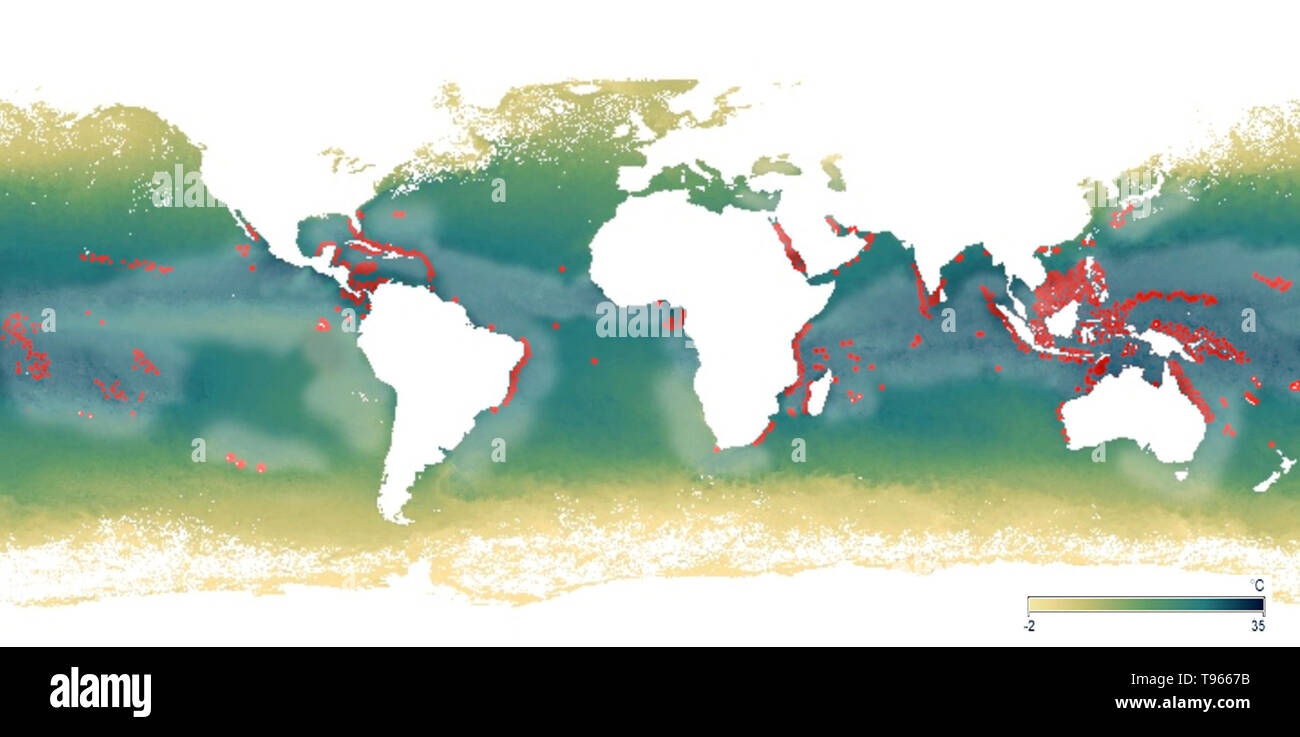 Map showing the approximate locations of major coral reefs (red) and the general areas (whitened part) where reefs have suffered damage from bleaching. From 2014 to 2017, rising sea temperatures have caused the worst coral bleaching on record, with over 70 percent of reefs experiencing damage. When corals are stressed by changes in conditions such as temperature, light, or nutrients, they expel the symbiotic algae living in their tissues, causing them to turn completely white. Stock Photo