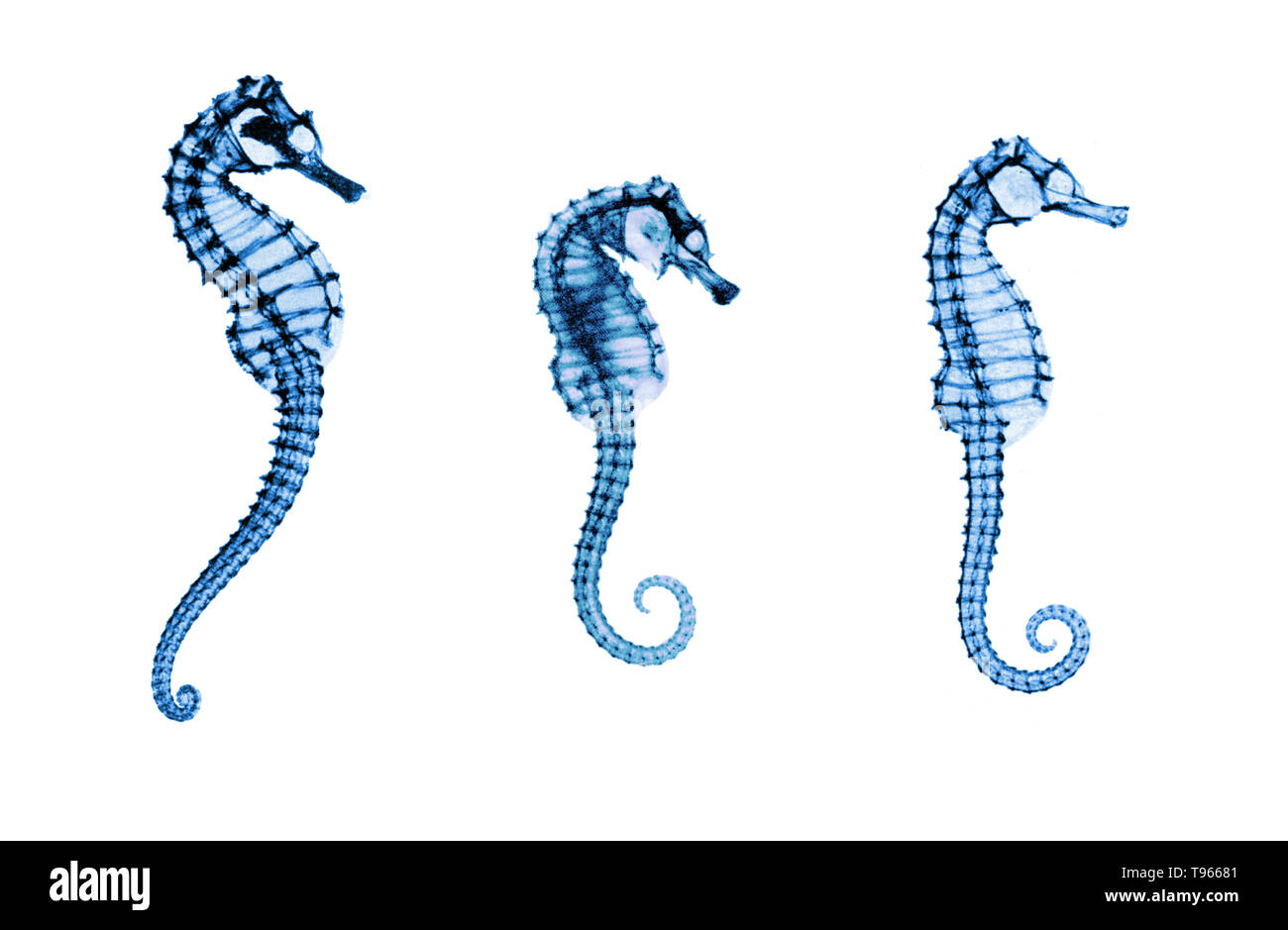 Composite image from historical x-rays of seahorses (Hippocampus sp.) made by E. C. le Grice. Stock Photo