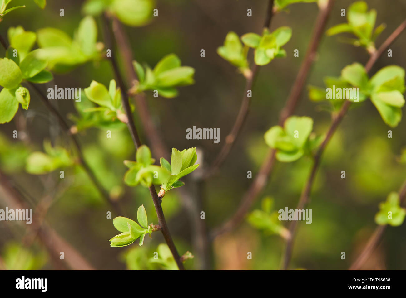 close up of green blooming leaves in sunlight on tree branches in spring Stock Photo