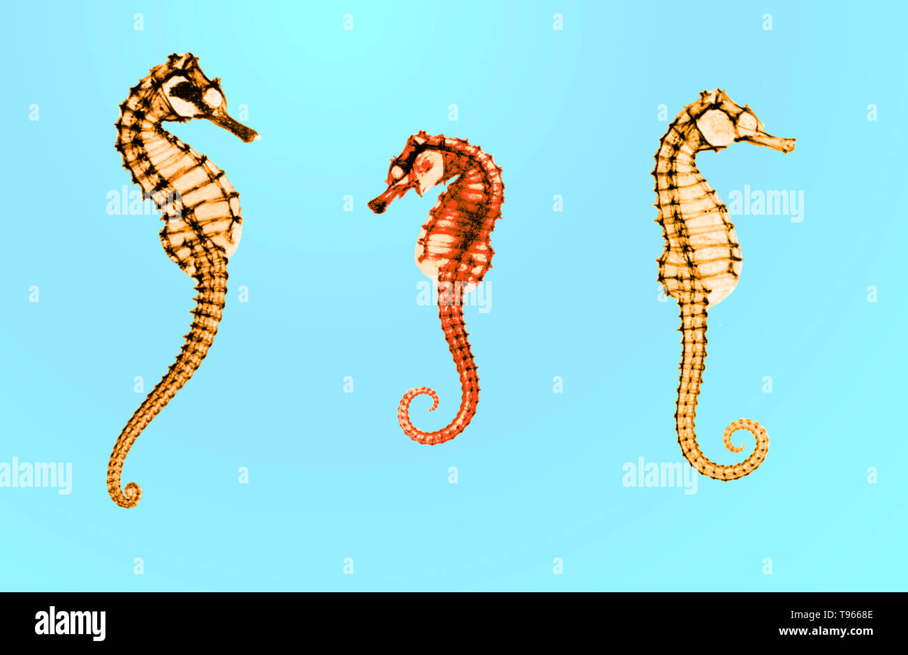 Composite image from historical x-rays of seahorses (Hippocampus sp.) made by E. C. le Grice. Stock Photo