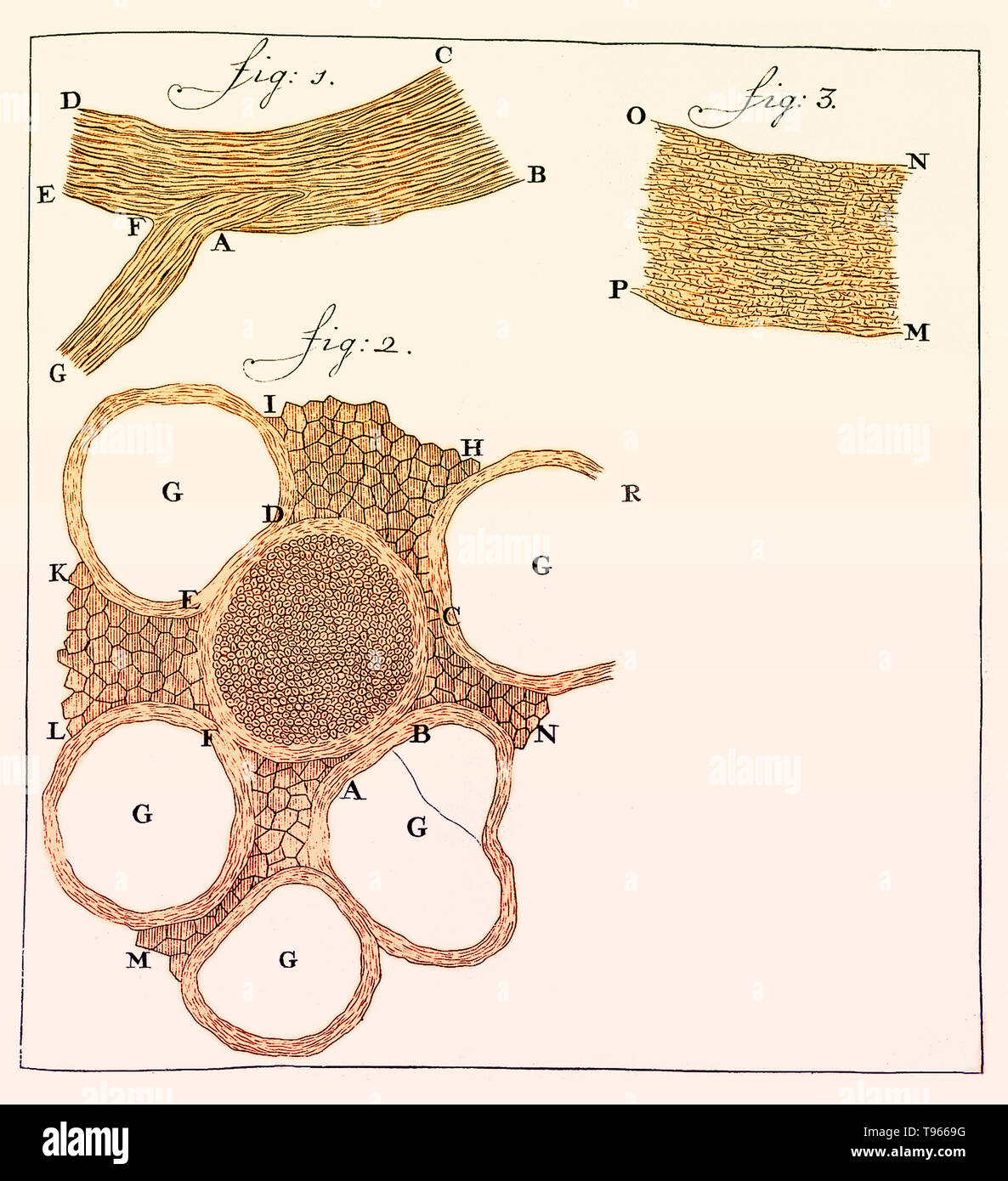 Sections of nerves drawn by Anthony van Leeuwenhoek. Fig 1: Longitudinal section of peripheral nerve. Fig. 2: Transverse section of nerve showing individual fibres. Published: 1719. Leeuwenhoek (1632-1723) was a Dutch scientist, now considered the first microbiologist. He is best known for his work on the improvement of the microscope and for his contributions towards the establishment of microbiology. Stock Photo