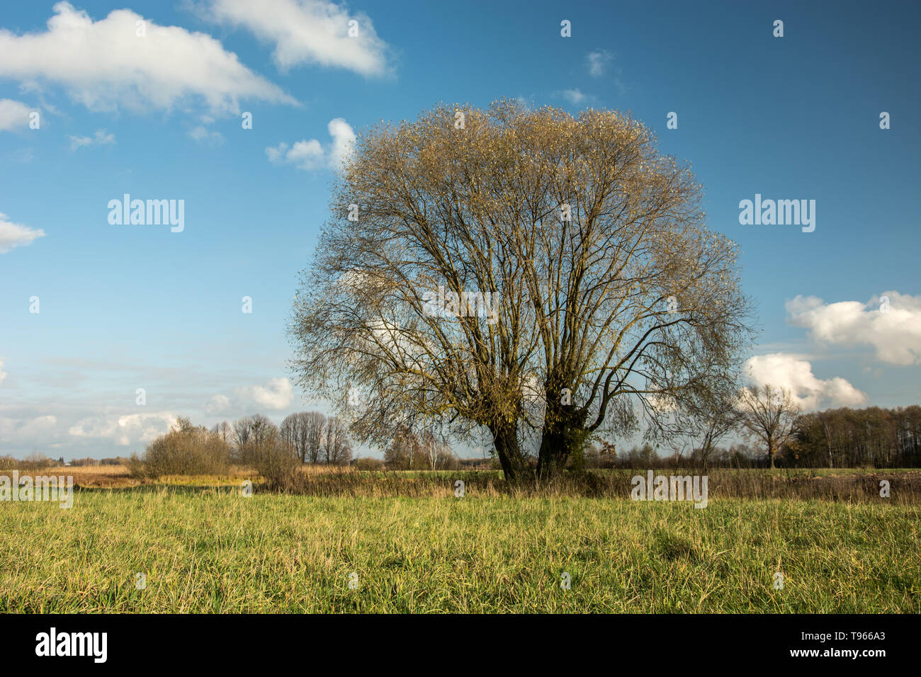 Huge willow tree with dry leaves growing on a green meadow and white ...