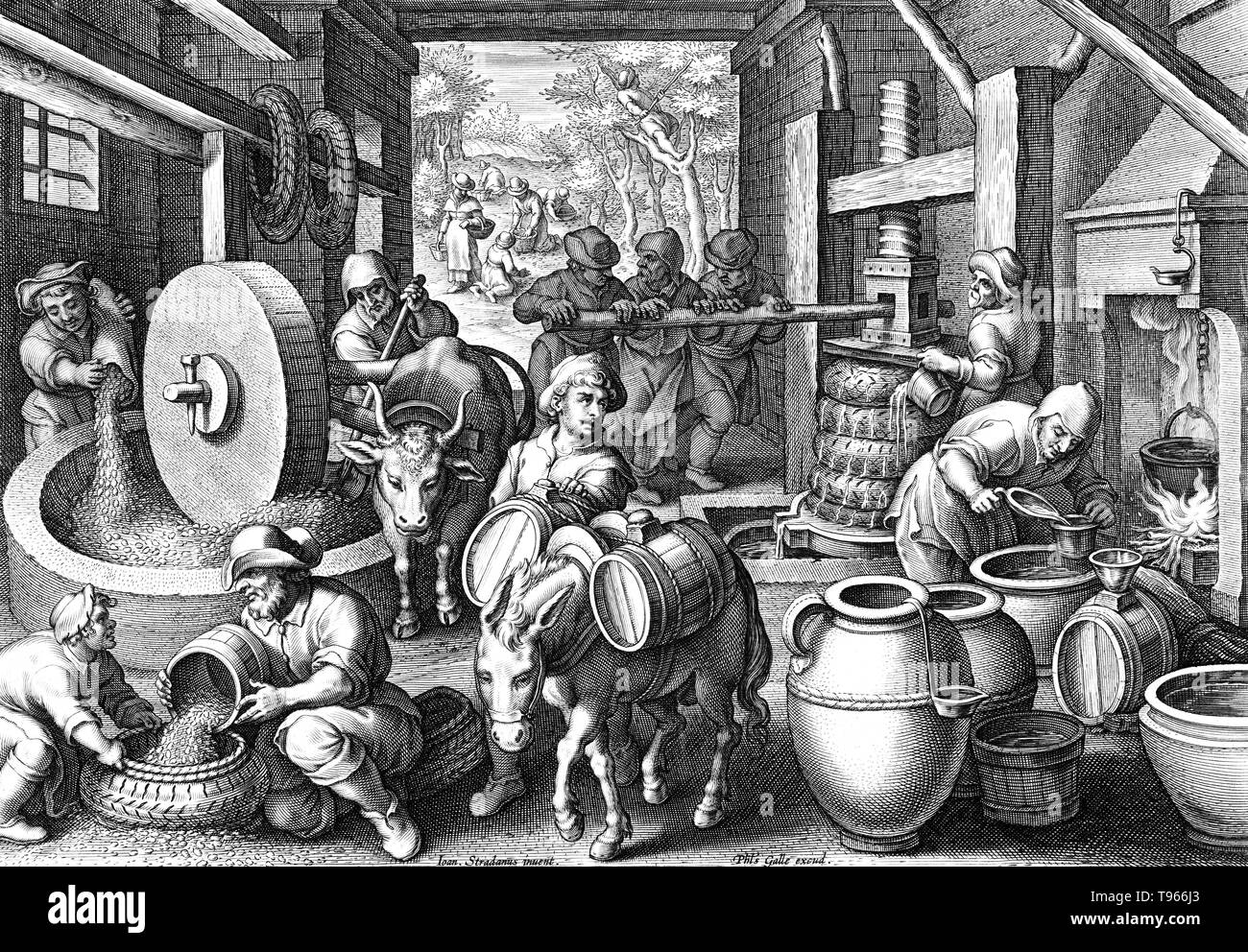 PLATE 12. The Invention of the Olive Oil Press. Twelfth plate from a print series entitled Nova Reperta (New Inventions of Modern Times) consisting of a title page and 19 plates, engraved by Jan Collaert I, after Jan van der Straet, called Stradanus, and published by Philips Galle. Illustration of workers at the olive oil press. In the background men gather olives from the trees outside. Stock Photo