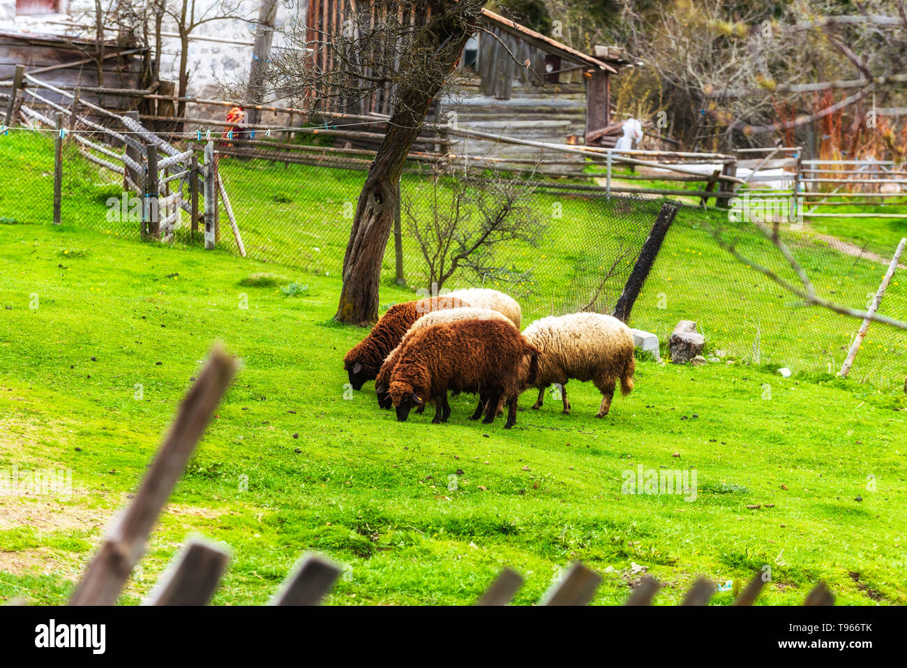Sheeps in a meadow in the mountains Stock Photo - Alamy