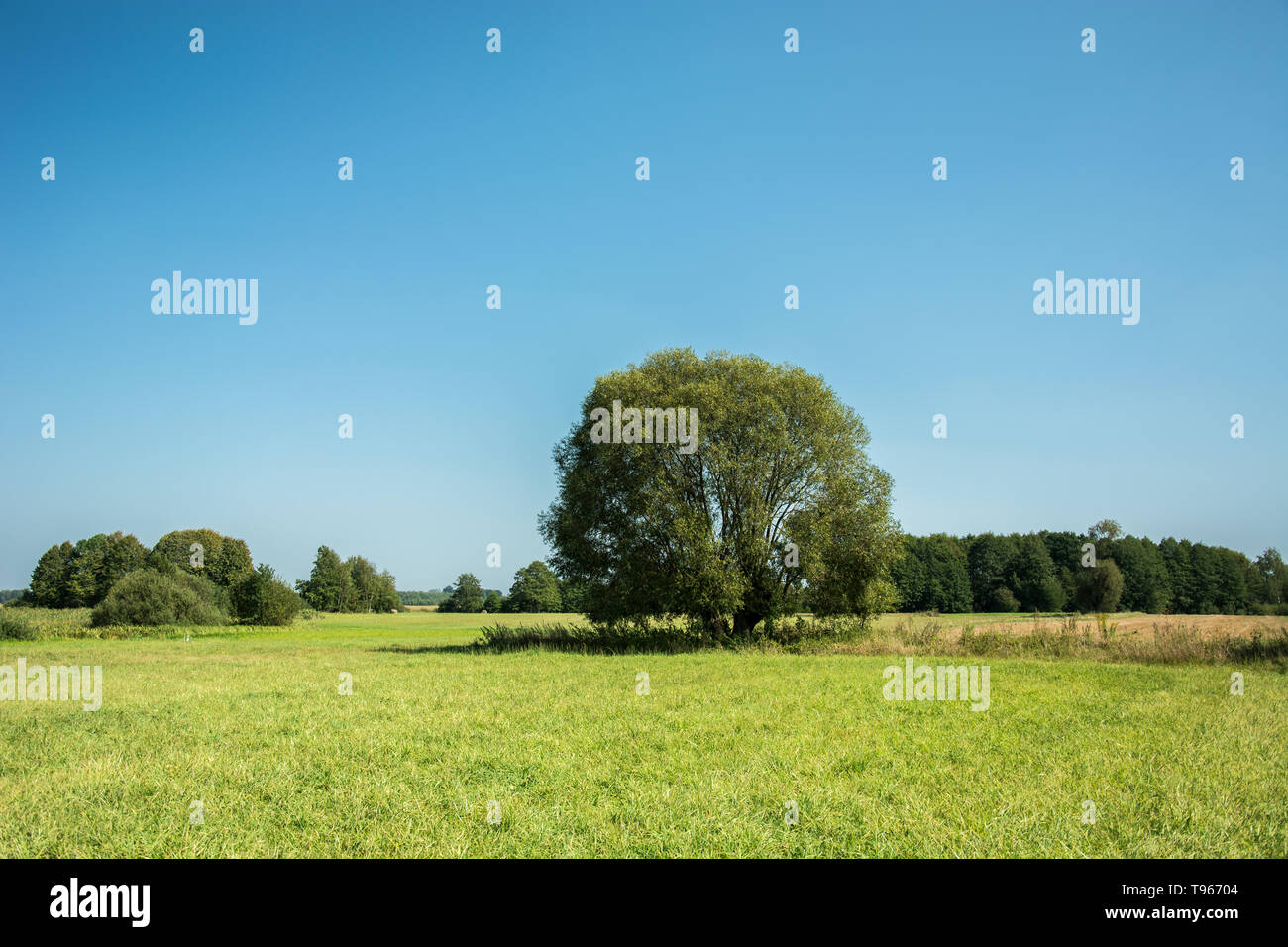 Large willow tree growing on a green meadow and blue sky Stock Photo ...