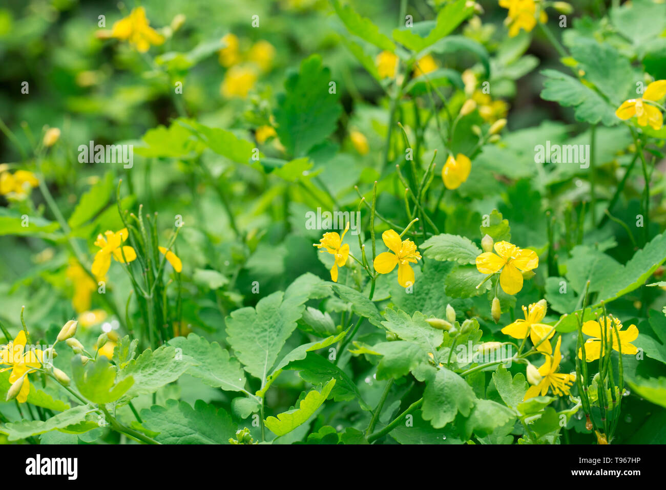 chelidonium majus,  greater celandine, nipplewort, yellow flowers macro selective focus Stock Photo