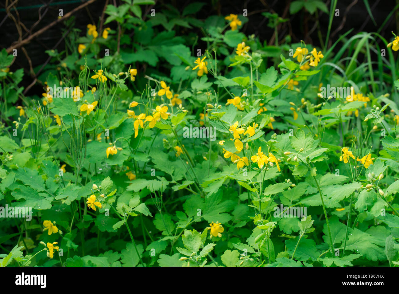 chelidonium majus,  greater celandine, nipplewort, yellow flowers Stock Photo