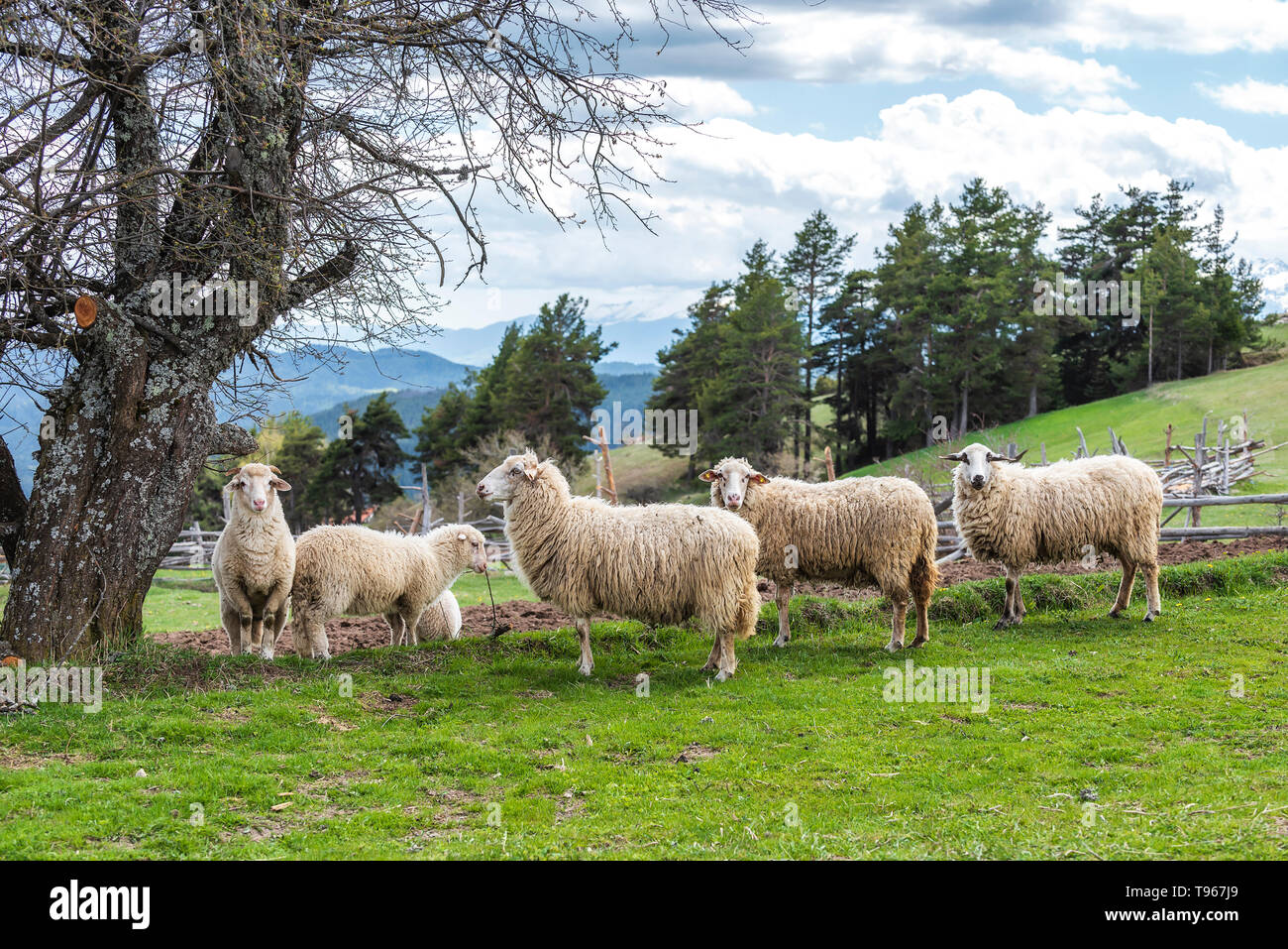 Sheeps sheep graze in meadow hi-res stock photography and images - Alamy