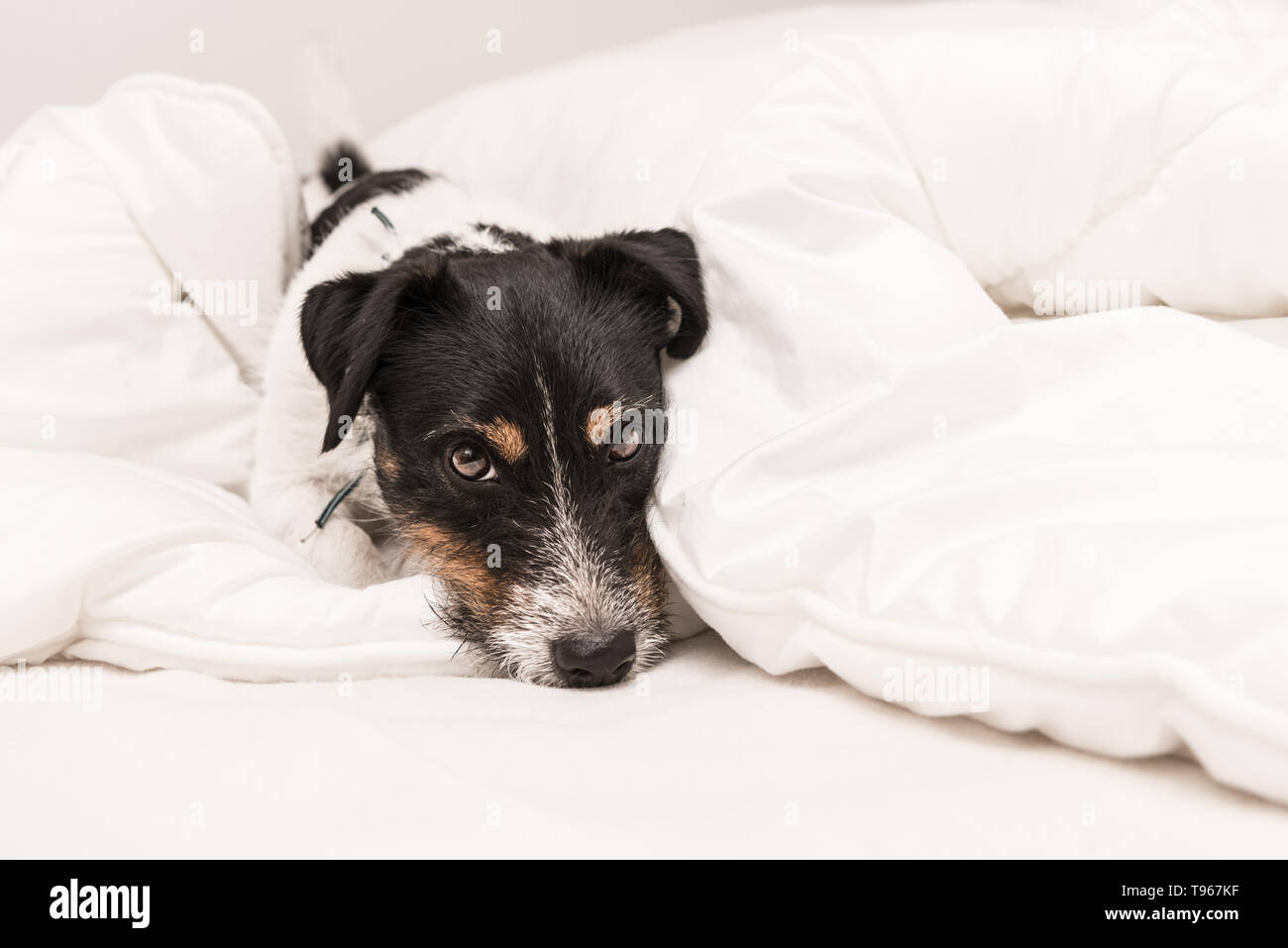 Cute small dog sleeping in bed with white bedding tricolor jack