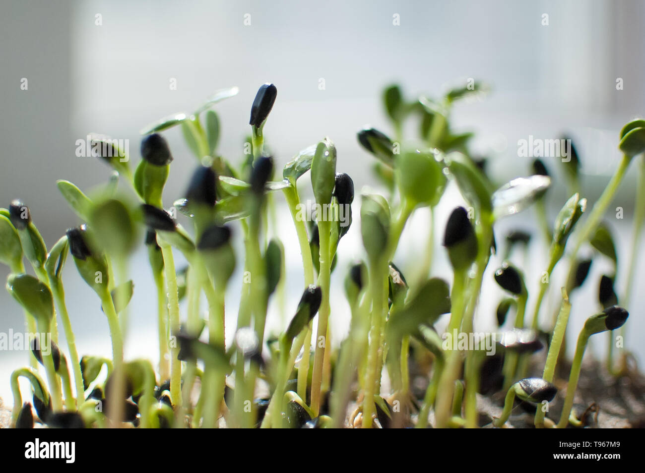 Side view of green sunflower seeds germinating in box. Growth of fresh and raw sprouts. Healthy
