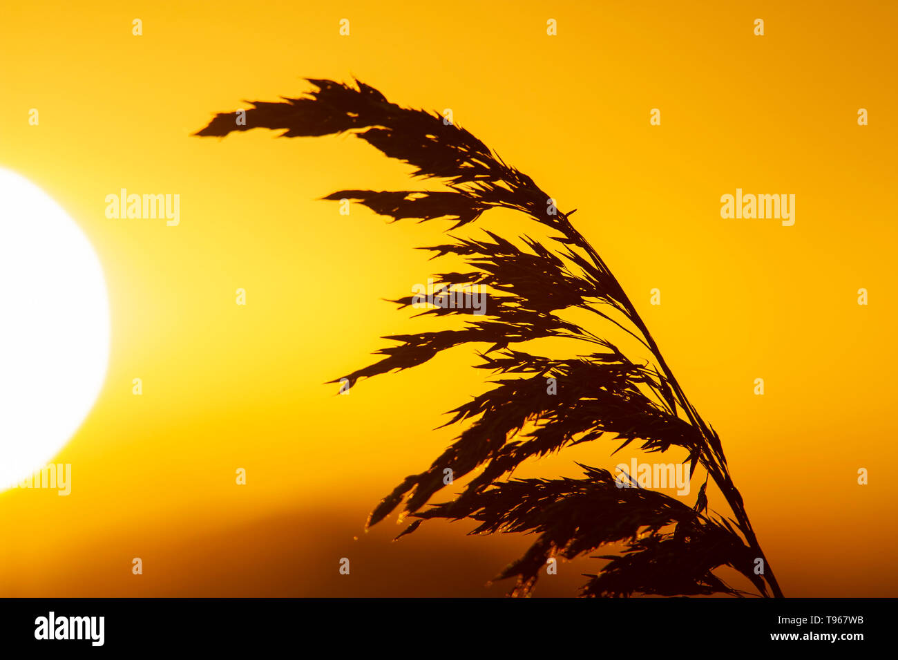 Common Reeds (Phragmites australis) silhouetted by the winter sun Stock Photo