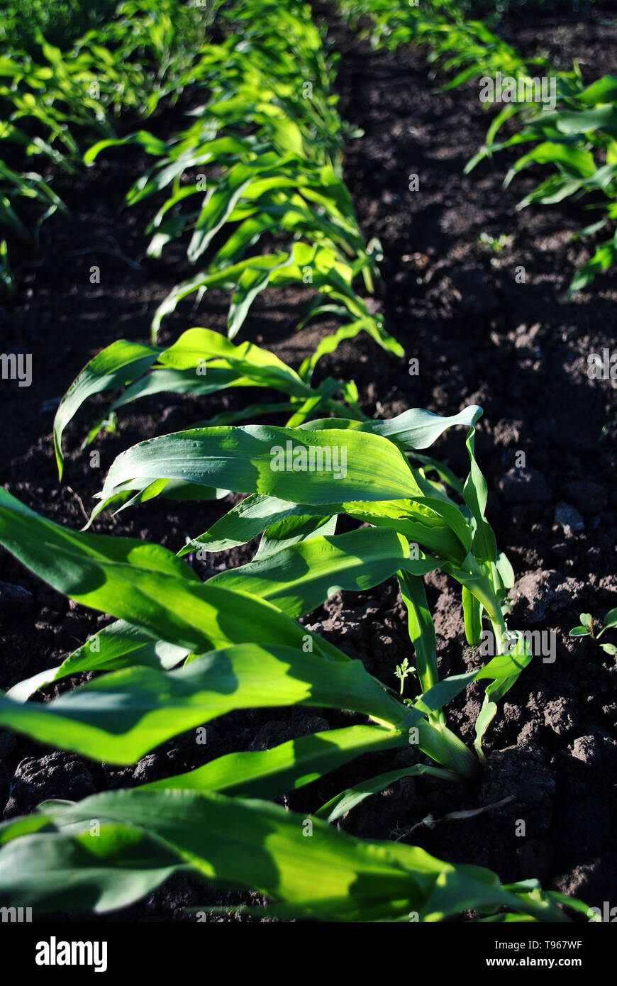Corn plant growing in black earth, organic farming, rows in the field