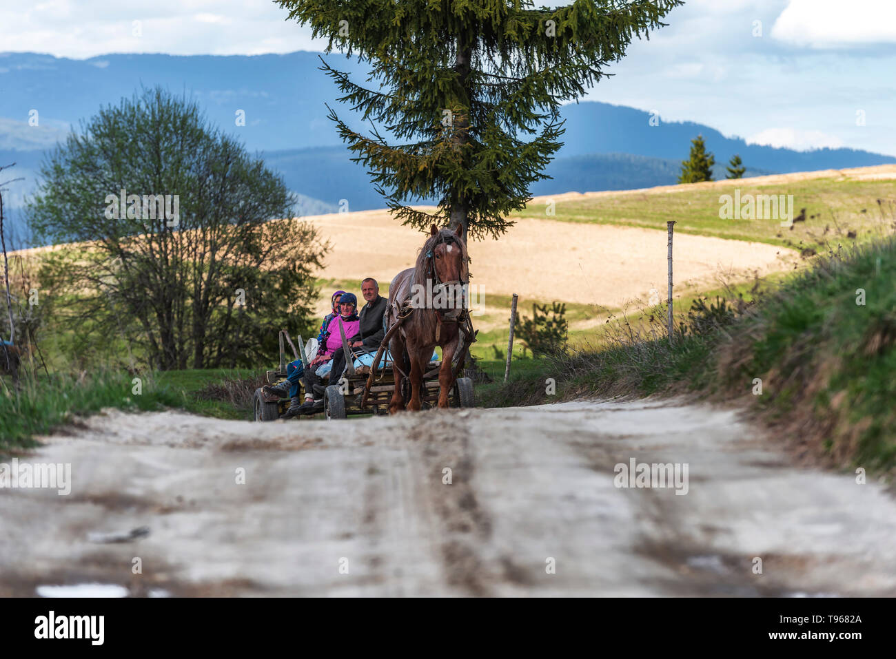Transportation of family high in the Rhodope mountain, Bulgaria by a