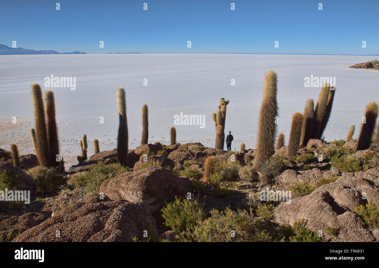 Giant cardon cacti (Echinopsis atacamensis) on Isla Incahuasi, Salar de Uyuni, Bolivia Stock Photo