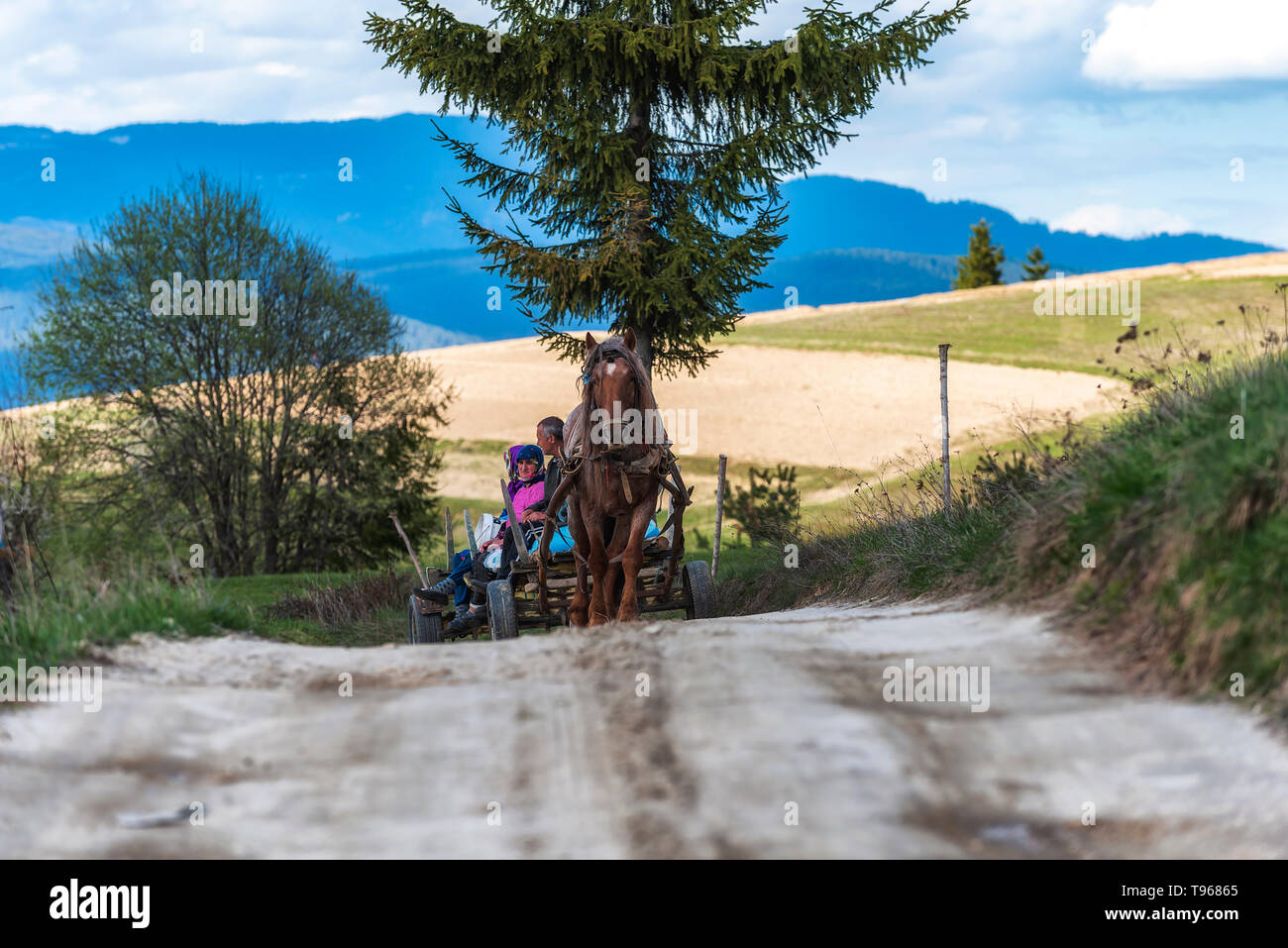 Transportation of family high in the Rhodope mountain, Bulgaria by a