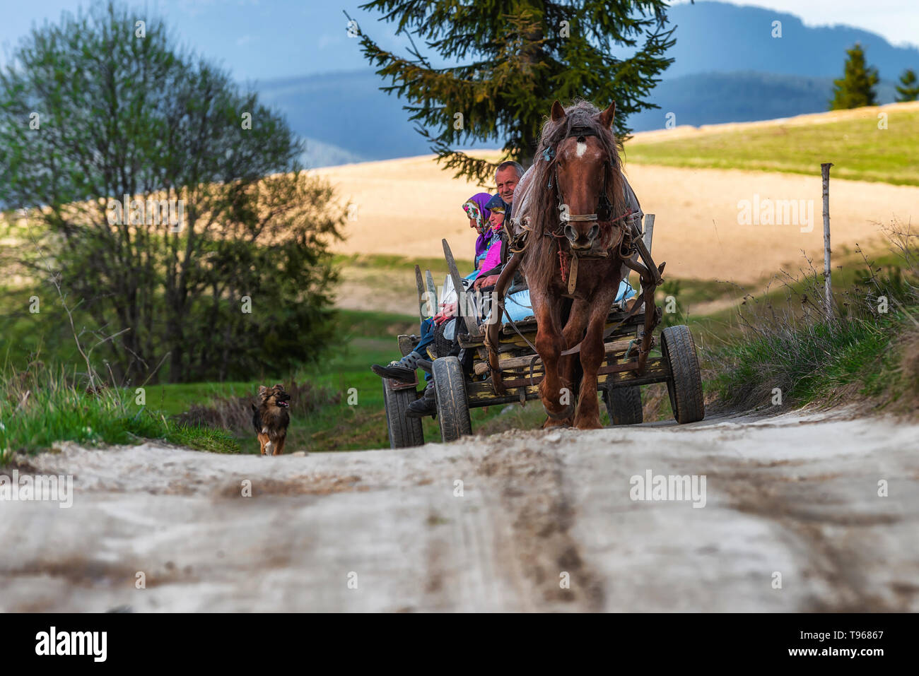 Transportation of family high in the Rhodope mountain, Bulgaria by a
