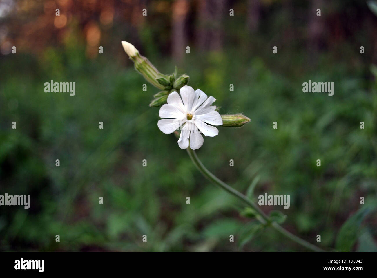 Silene latifolia (Melandrium album), the white campion flowering plant growing, spring in forest, soft blurry dark green background Stock Photo