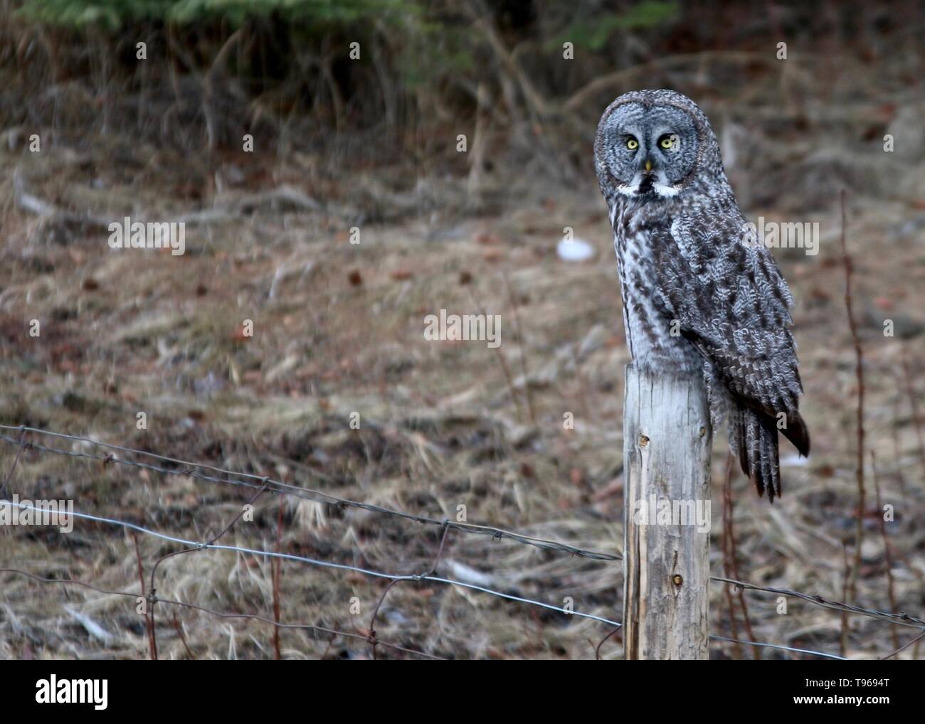 Owl on fence- great grey owl Stock Photo