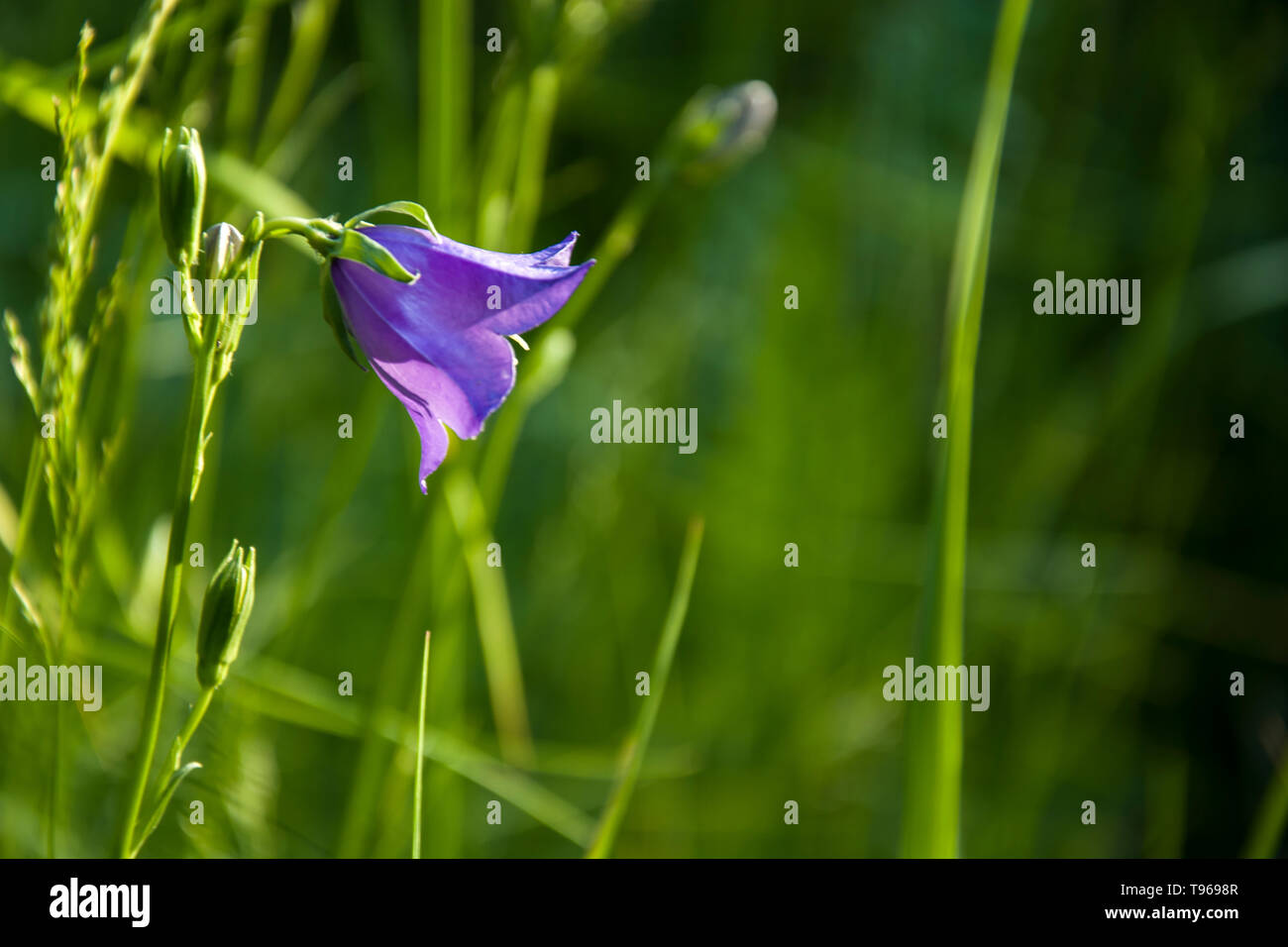 Blue bell flower in the meadow Stock Photo