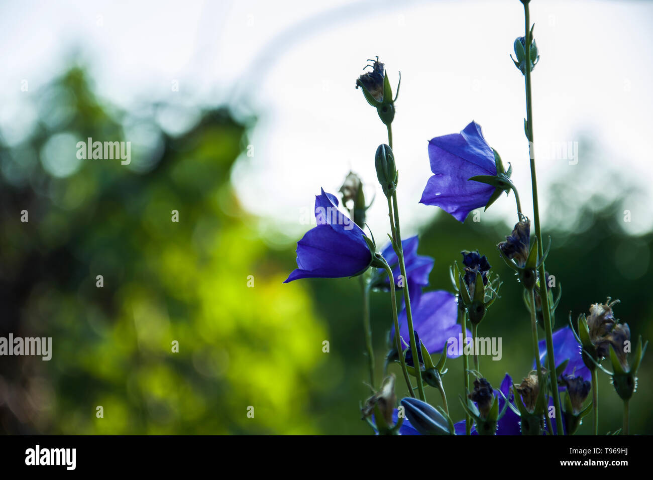 Blue bells flowers in the meadow and sky Stock Photo