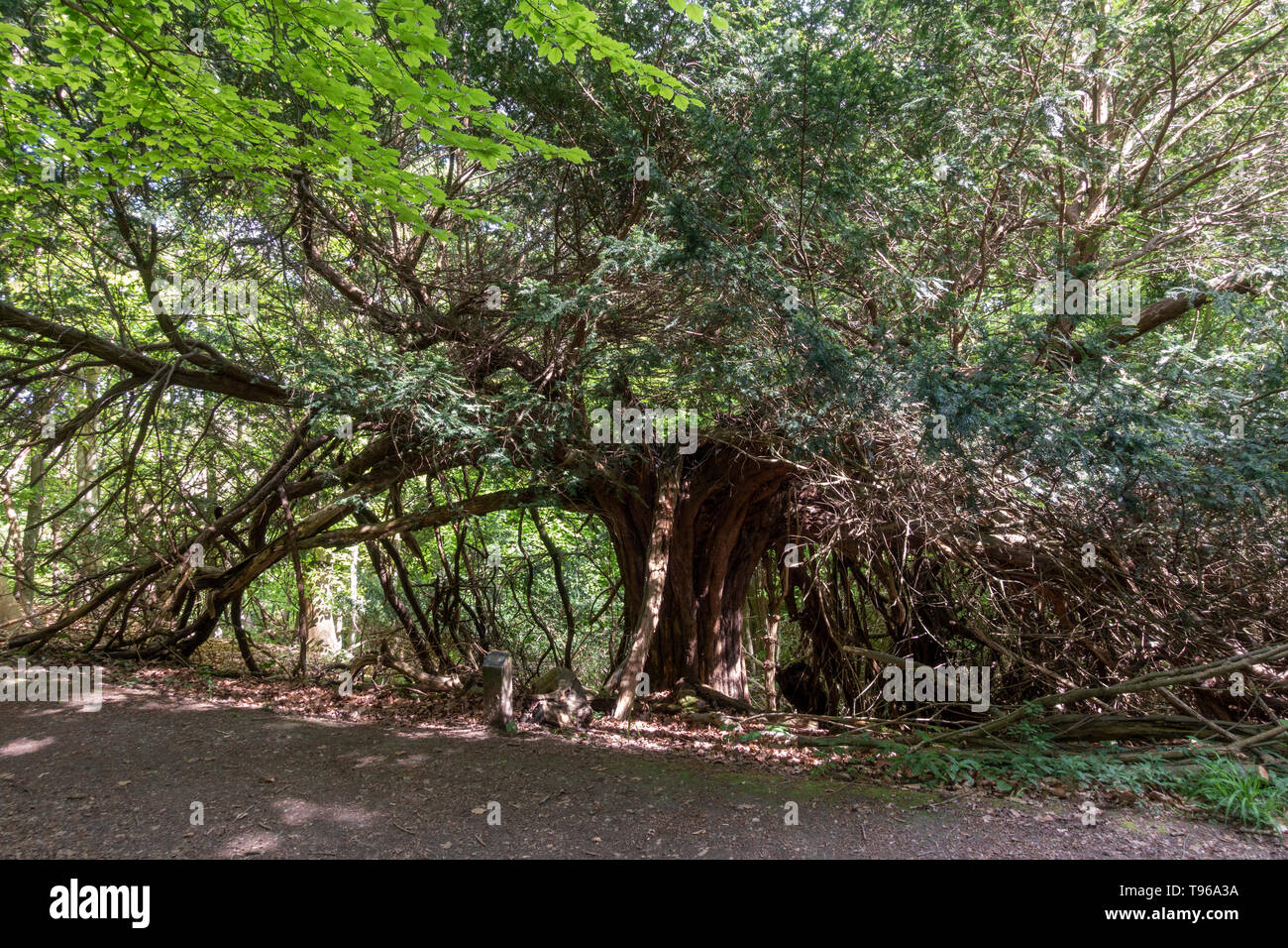 An old yew tree (Taxus baccata) in Druids Grove, Norbury Park, Mickleham, Surrey, UK (May 2019). Stock Photo