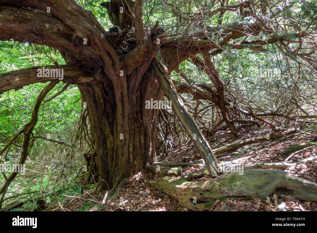 An old yew tree (Taxus baccata) in Druids Grove, Norbury Park, Mickleham, Surrey, UK. Stock Photo