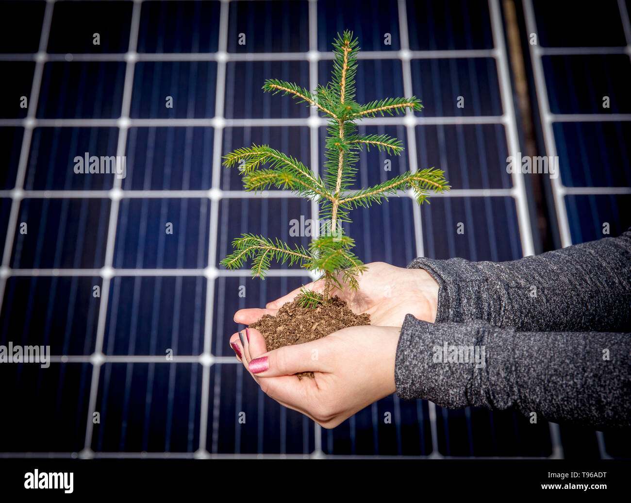Nature friendly living green lifestyle, sustainable energy concept. Hands hold pile of soil and spruce tree, blue solar panel cells on the background, Stock Photo