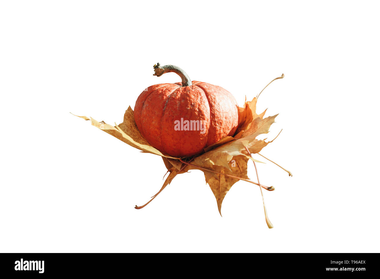 Pumpkin with autumn leaves isolated on white background Stock Photo - Alamy
