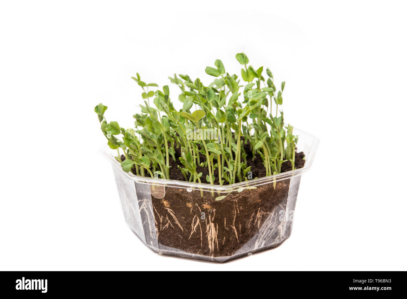 Green sugar pea stem and leaves are great and healthy alternative to salad in early spring. Pisum sativum growing in transparent flower pot, can see r Stock Photo