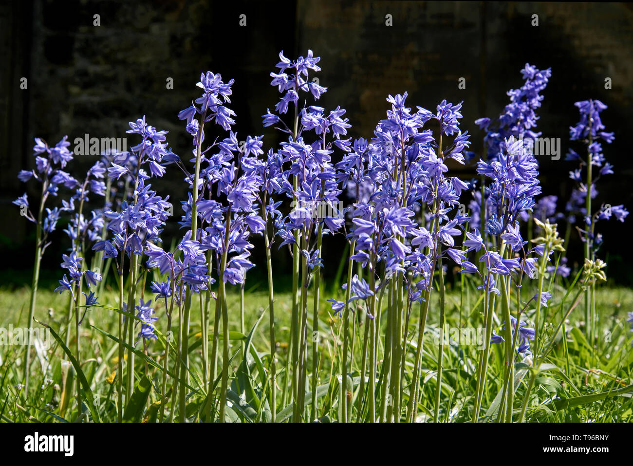 Spanish Bluebells(hyacinthoides hispanica)  in an Edinburgh churchyard. Stock Photo