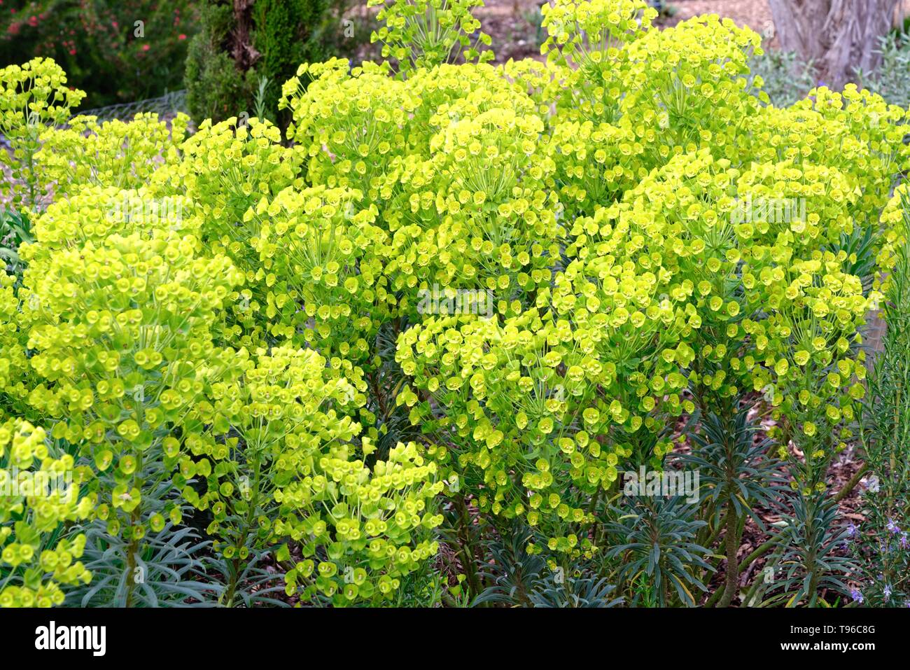 Flowers of the Euphorbia 'Characias' sub species 'Wulfenii' Stock Photo