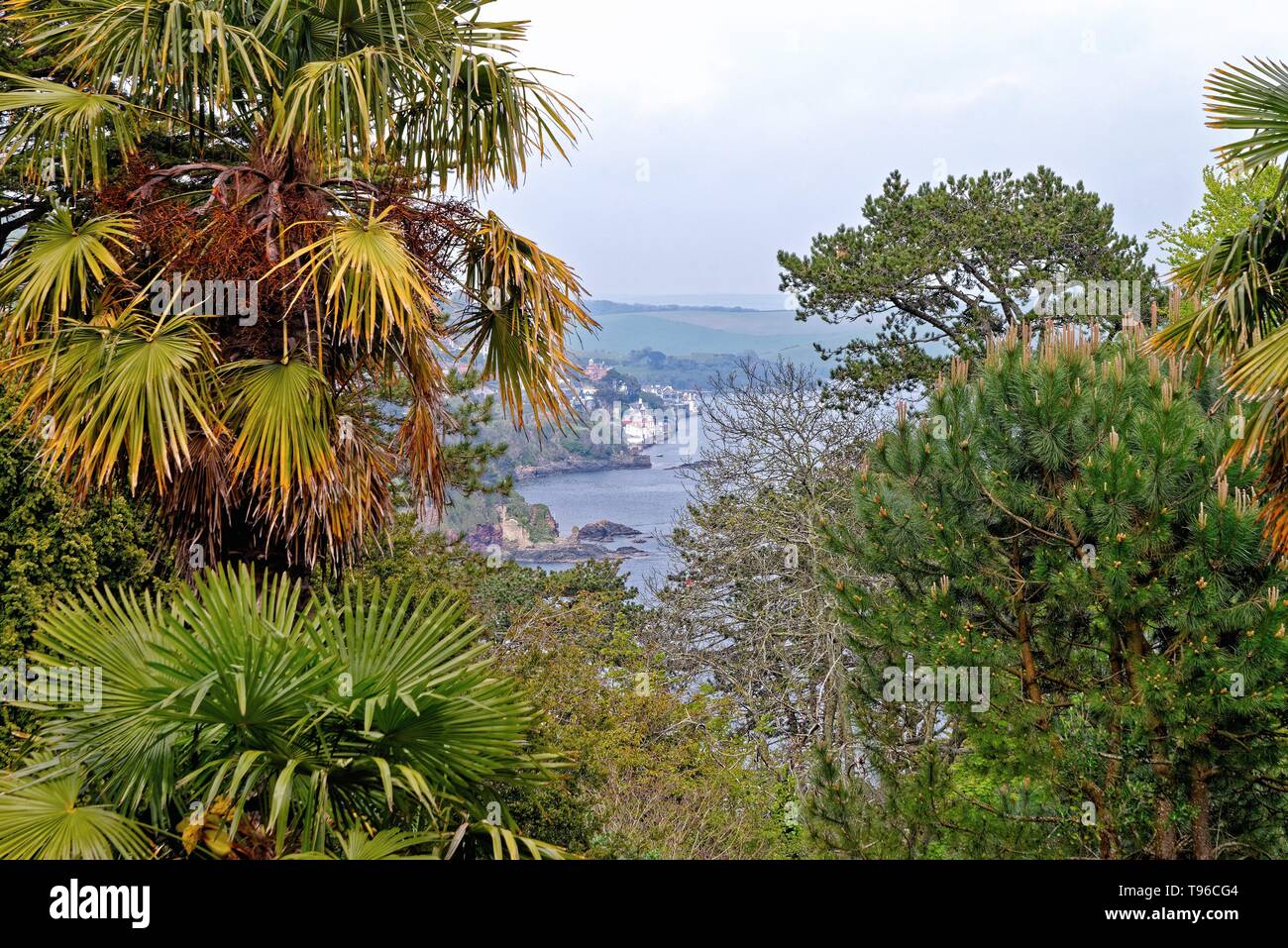 Salcombe town and estuary as seen from a high viewpoint with sub tropical plants in the foreground, Devon England UK Stock Photo