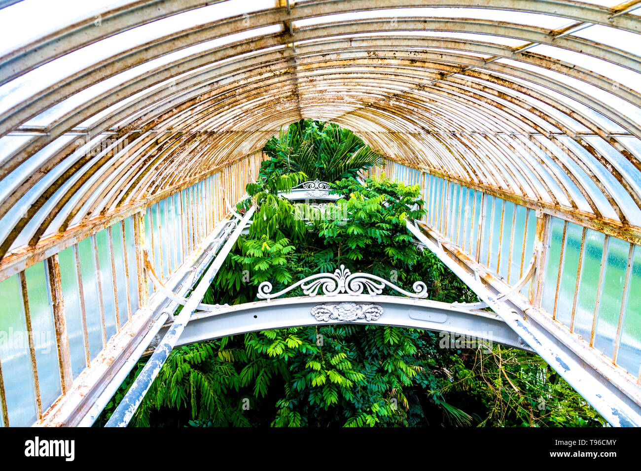 Interior of the Palm House with tops of exotic plants, Kew Gardens, London, UK Stock Photo