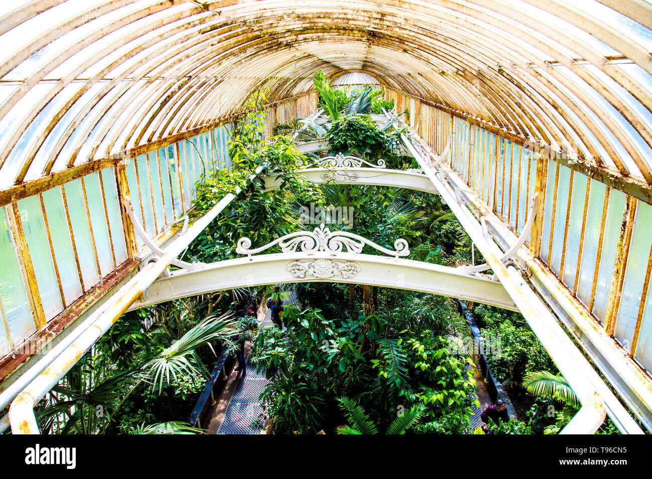 Interior of the Palm House with tops of exotic plants, Kew Gardens, London, UK Stock Photo