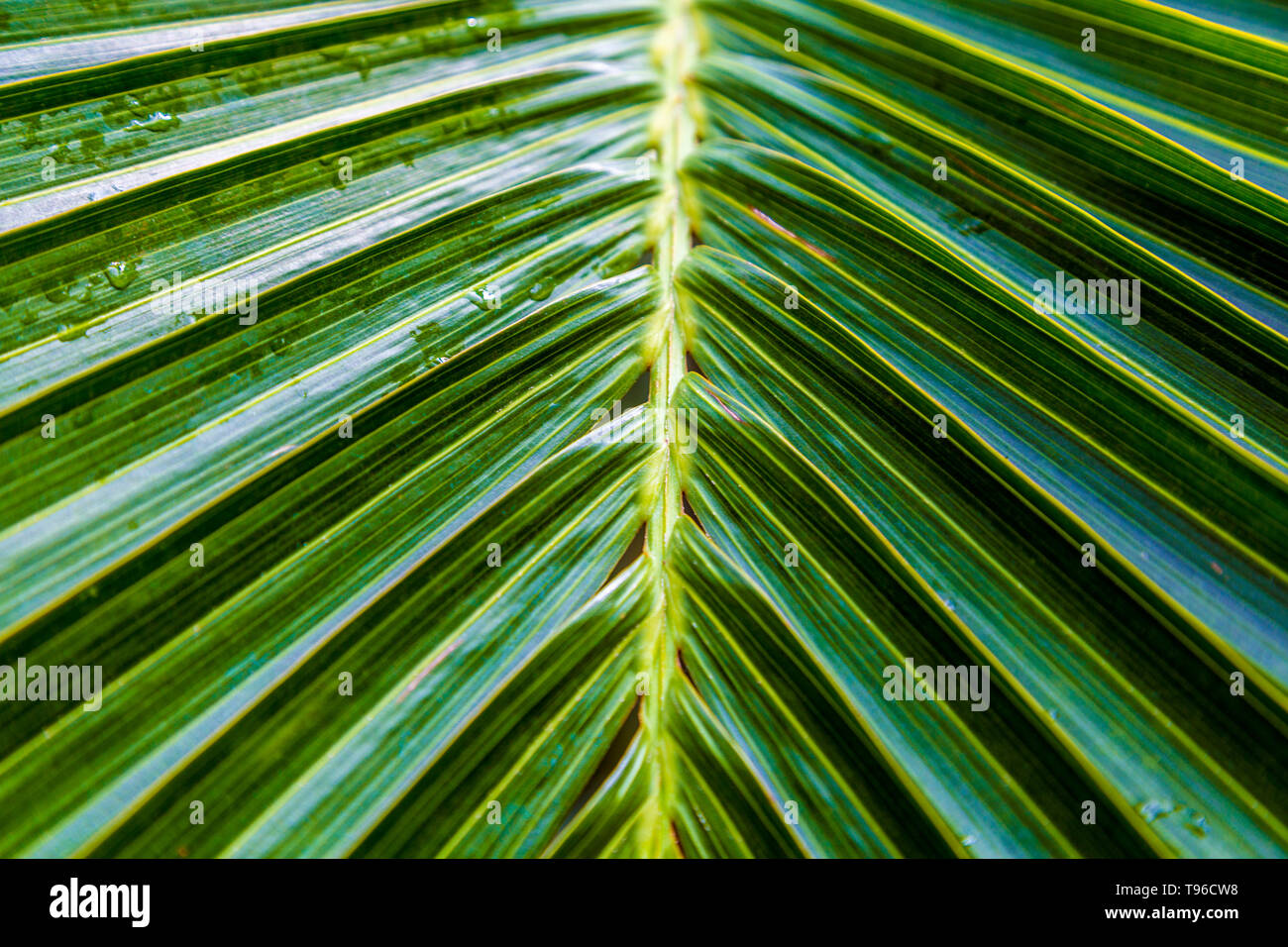 The palm tree london hires stock photography and images Alamy