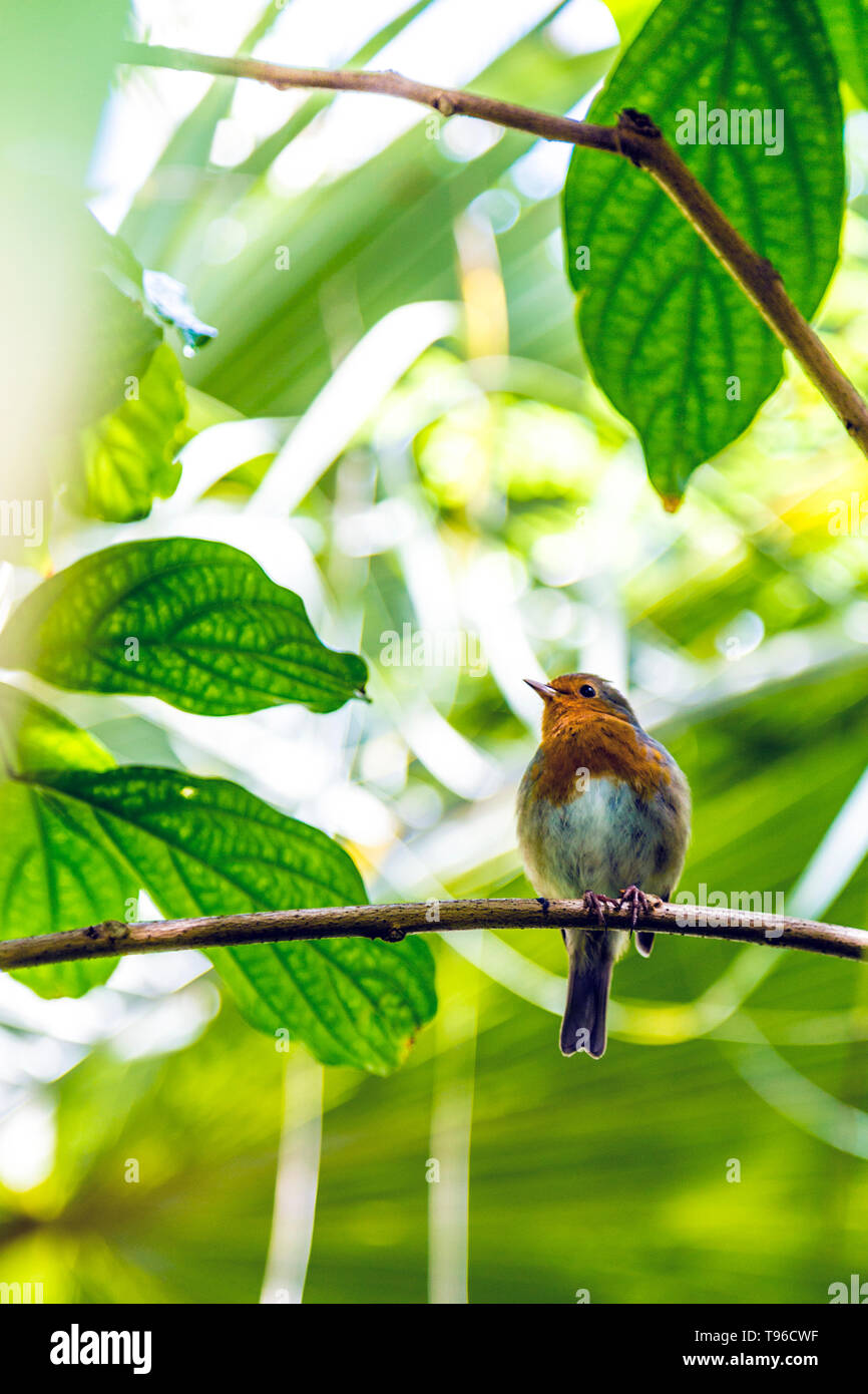Bird perched on a tree branch at Kew Gardens, London, UK Stock Photo