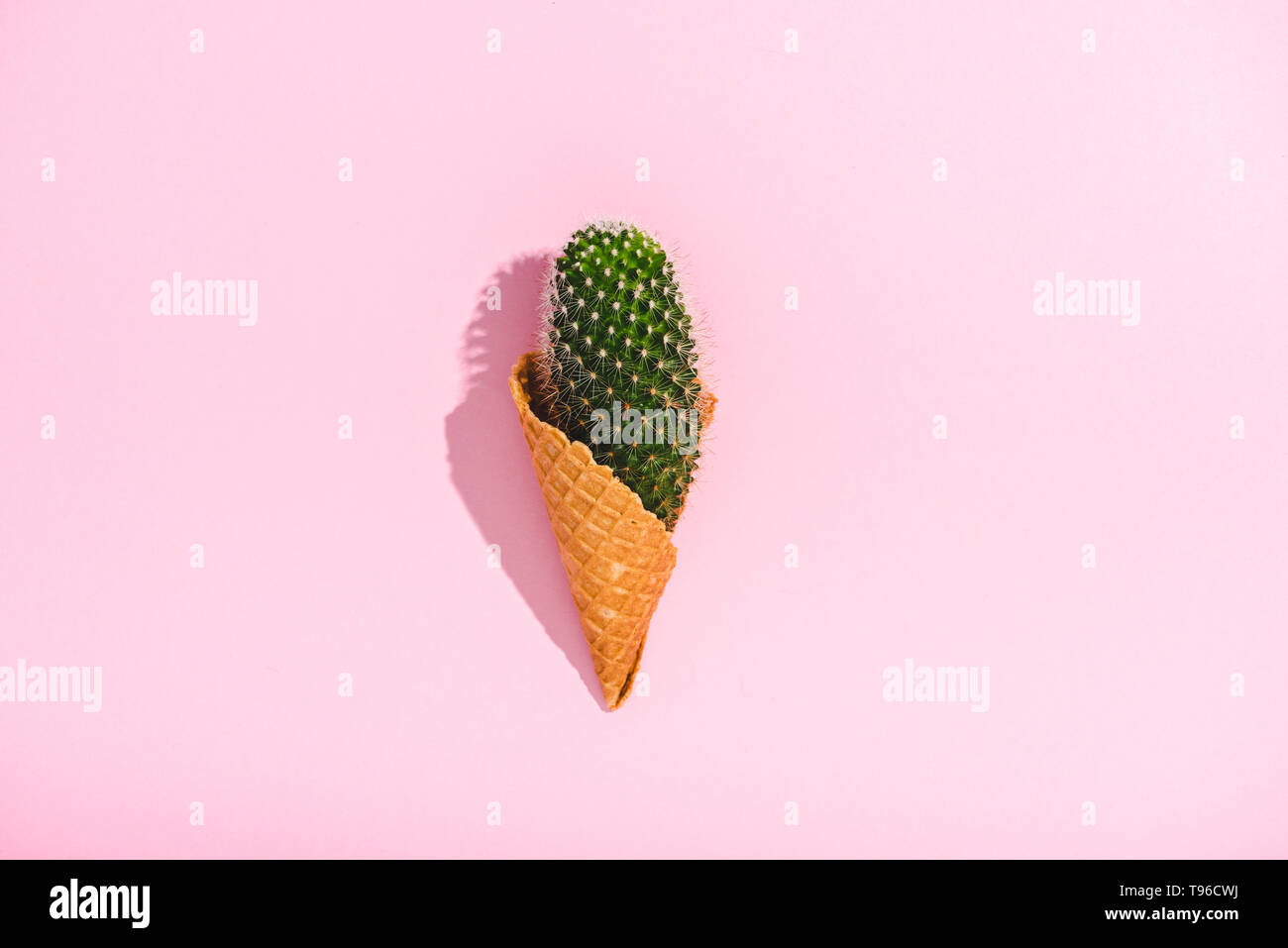 top view of cactus in ice cream cone on pink with copy space Stock Photo -  Alamy