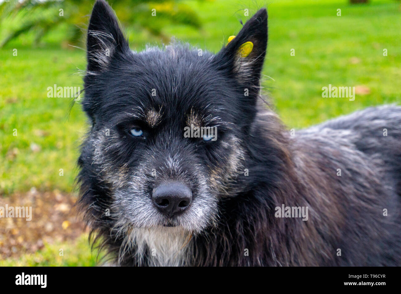 Blue eyes of a stray homeless wolf dog Stock Photo - Alamy, image size:1300x956