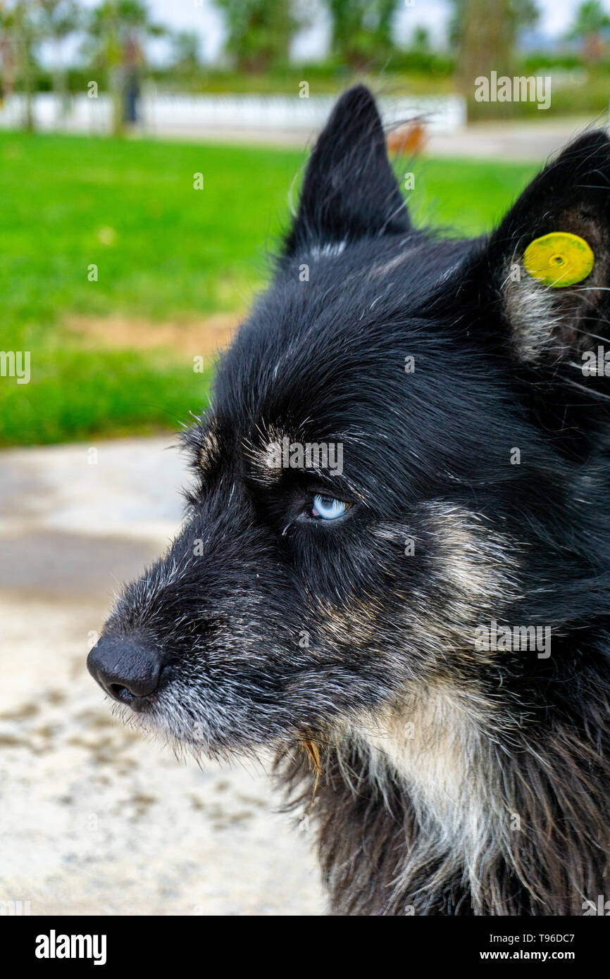 Blue eyes of a stray homeless wolf dog Stock Photo - Alamy, image size:866x1390