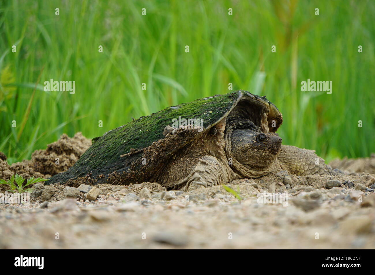 Snapping Turtle (Chelydra Serpentina) laying eggs in a gravel road by a swamp, St. Joseph Québec, Canada Stock Photo