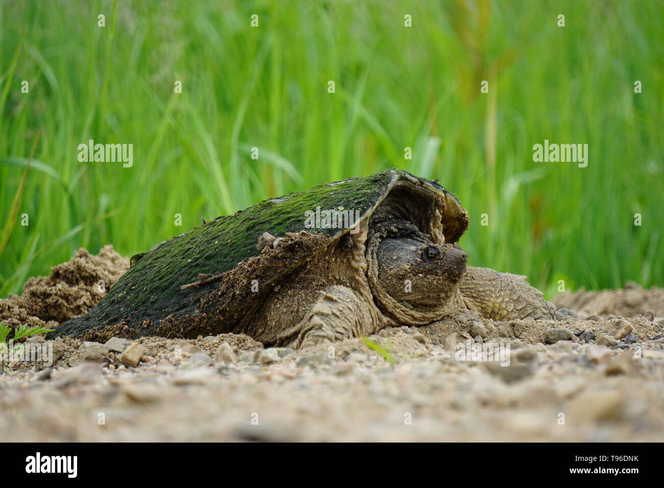 Snapping Turtle (Chelydra Serpentina) laying eggs in a gravel road by a swamp, St. Joseph Québec, Canada Stock Photo