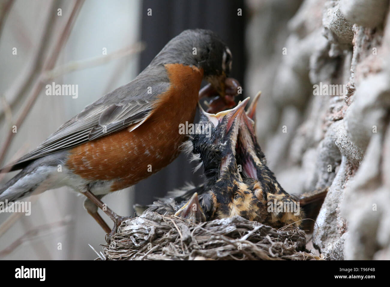 Mom Feeding her baby Robins Stock Photo Alamy