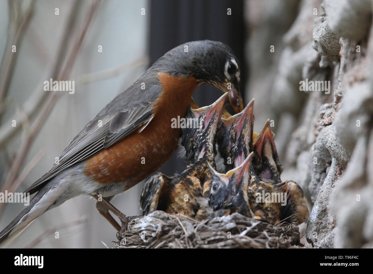 Mom Feeding her baby Robins Stock Photo Alamy