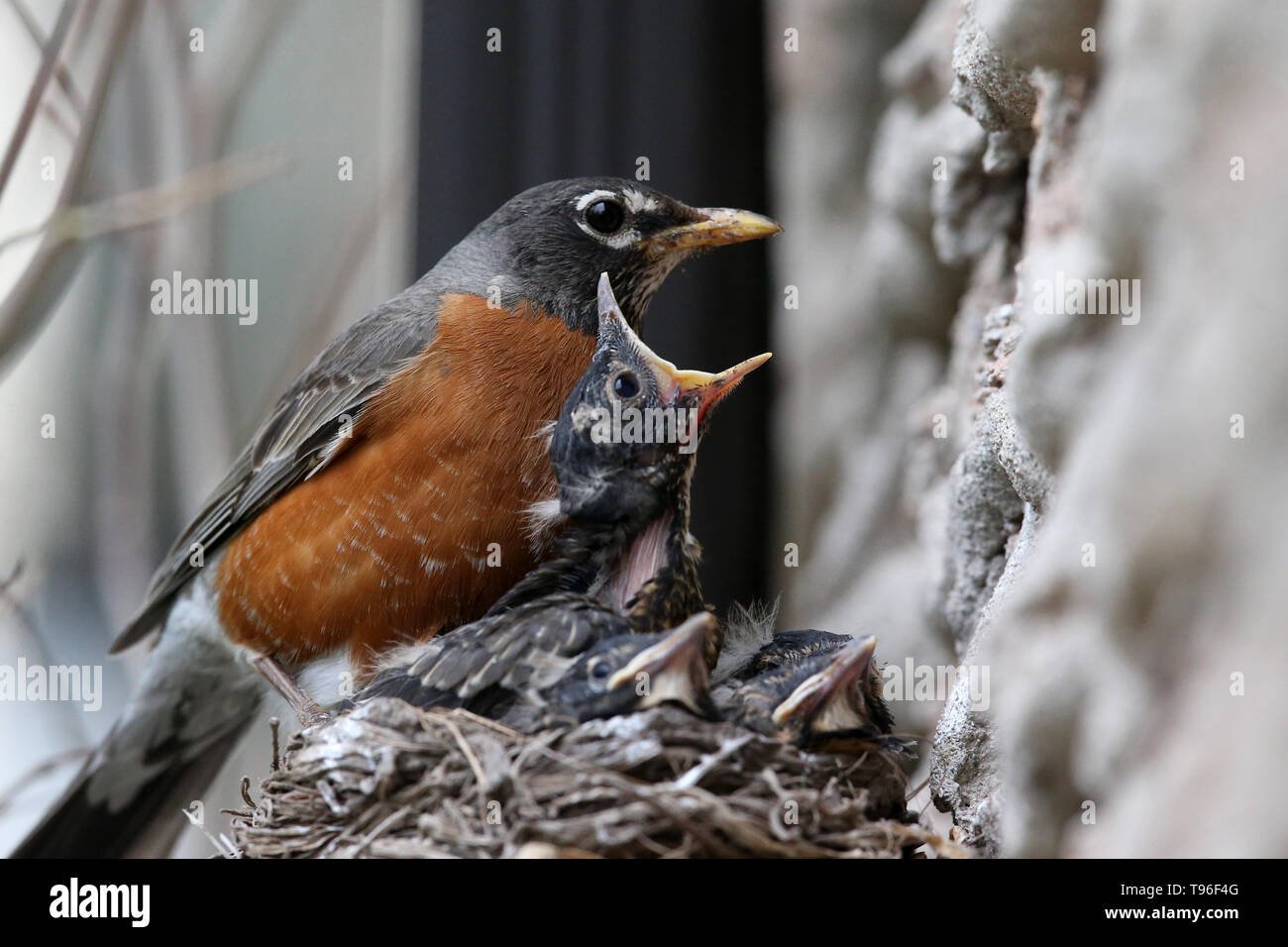 Young Robins Stock Photos & Young Robins Stock Images Alamy